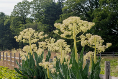 Всех владельцев земельных участков обязали бороться с борщевиком / ЯСИА   