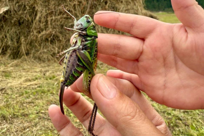 Огромного кузнечика-хищника обнаружили в Амгинском районе Якутии / Саина Титова  Амгинский Республика Саха (Якутия)