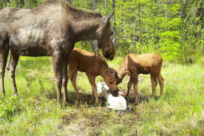 Лосиху с двойняшками сняла фотоловушка в нацпарке «Ленские столбы» / ЯСИА   