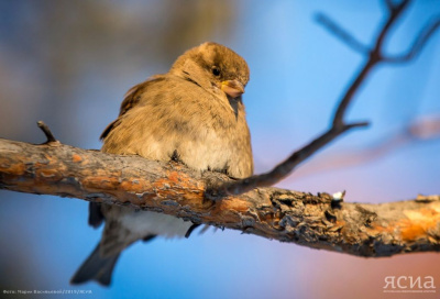 Фотоконкурс «Якутия – дом птиц» объявила Дирекция биоресурсов / Нарыйа Пахомова   Республика Саха (Якутия)