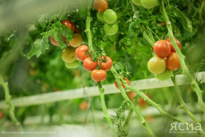 Шеф-повара республики отдают свое предпочтение продукции тепличного комплекса «Саюри» /    