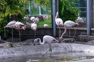 Нефтяники взяли шефство над найденным в Якутии фламинго /    Республика Саха (Якутия)