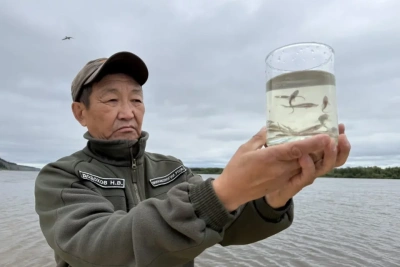 В реку Лену выпустили около 275 тысяч особей молоди сибирского осетра / ЯСИА  Хангаласский Республика Саха (Якутия)