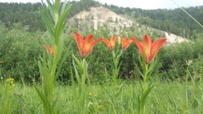 Эффективность защиты растений из Красной книги РФ предложили повысить /    