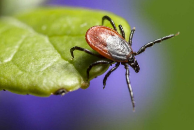 Более 350 жителей Якутии пострадали от укусов клещей /    Республика Саха (Якутия)