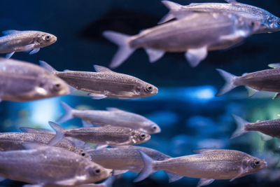 Более 700 тысяч мальков пеляди в реки Якутии выпустил кластер «Гросс» /    Республика Саха (Якутия)