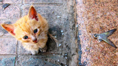 В Якутске пройдёт ярмарка по пристройству бездомных животных /  Якутск Якутск Республика Саха (Якутия)