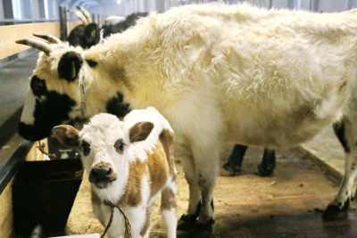 200 млн рублей будет направлено на поддержку скотоводческих хозяйств в Якутии /    Республика Саха (Якутия)