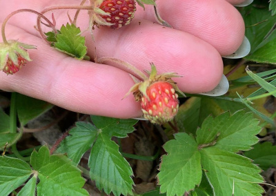 Фотофакт: в Амге поспевает земляника /    Мирнинский