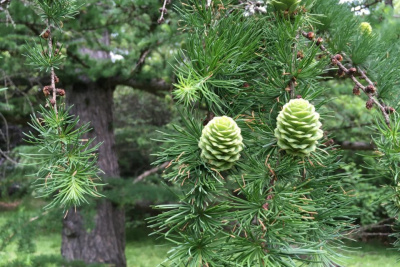 Более устойчивую к пожарам лиственницу начнут выращивать в Якутии /    Республика Саха (Якутия)