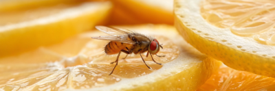 Откуда берутся плодовые мушки и как от них избавиться?