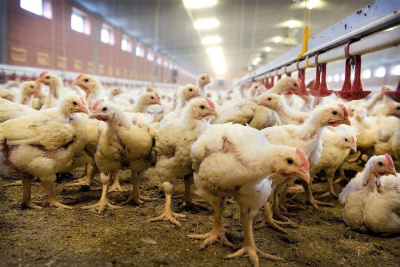 Нюрбинская птицефабрика получит 7,4 млн рублей на приобретение комбикормов /   Нюрбинский Республика Саха (Якутия)