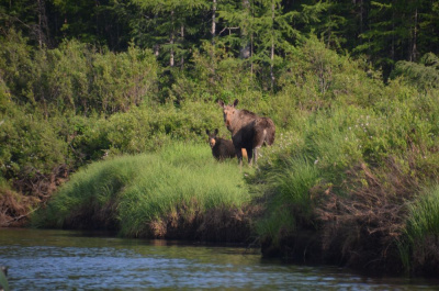 Пожары потушены, но ряд запретов все еще действует /   Мирнинский Мирнинский