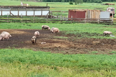 Остался без работы и занялся фермерством: житель Амгинского района с нуля создал свиноферму /   Амгинский Республика Саха (Якутия)