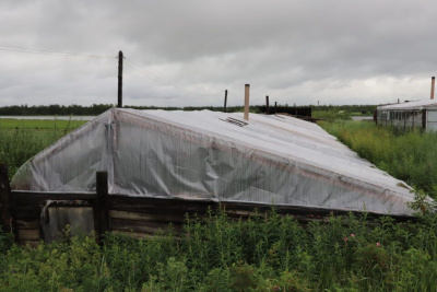 Около 30 лет жительница Сунтарского района выращивает огурцы в подземной теплице /   Сунтарский Республика Саха (Якутия)