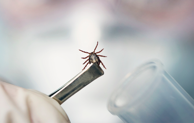 В Якутии зарегистрирован случай клещевого вирусного энцефалита /    Республика Саха (Якутия)