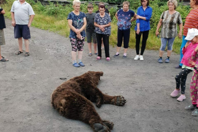 В Якутии медведь забрел в поселок и напал на женщину /    Республика Саха (Якутия)