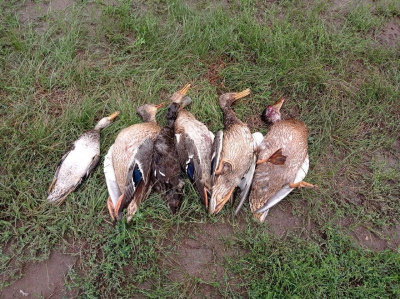 В Якутии выявлены нарушения правил охоты /    Республика Саха (Якутия)