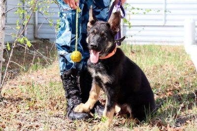 Щенков из Иркутской области готовят к несению разыскной службы в Якутии /    Республика Саха (Якутия)