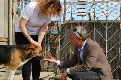 Брошенным собакам нужна помощь /  Мирный Мирнинский Республика Саха (Якутия)