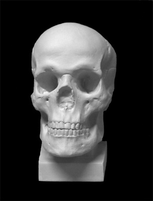 Гипс Череп. Слепок с натурального