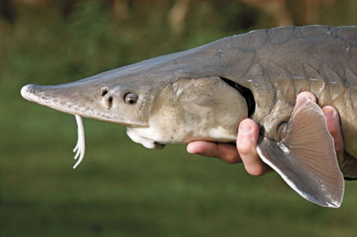 В Якутии браконьеры наловили осетра на 1,1 млн рублей /    Республика Саха (Якутия)