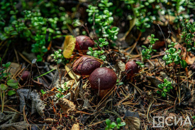 Топ-10: рейтинг самых популярных грибов Якутии /    Республика Саха (Якутия)