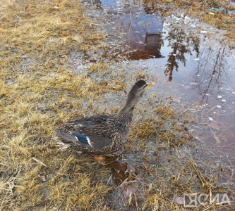 В Якутии 21 августа стартует сезон охоты на водоплавающую и боровую дичь / ЯСИА   