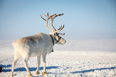 Юрий Трутнев предложил провести Год Арктики в России в 2027 году / ЯСИА   