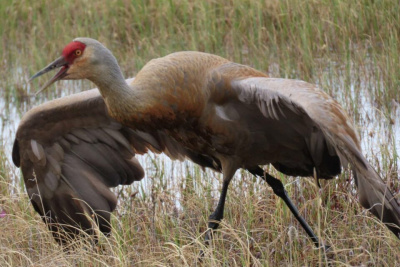 Видео: пару канадских журавлей запечатлели в природном заказнике «Кыталык» в Якутии / Нарыйа Пахомова  Аллаиховский Республика Саха (Якутия)
