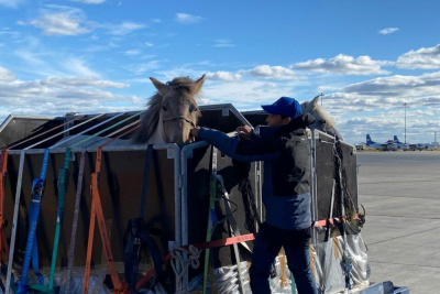 Коневод Дугуйдан Винокуров и его лошади прибыли в Якутск /    Республика Саха (Якутия)