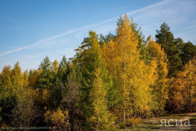 Лесные доходы в Якутии составили 1,4 млрд рублей за первую половину 2022 года /    Республика Саха (Якутия)