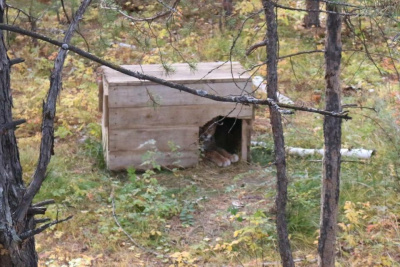 Два по цене одного: в зоопарке «Орто Дойду» действует акция для школьников и студентов /   Хангаласский Республика Саха (Якутия)