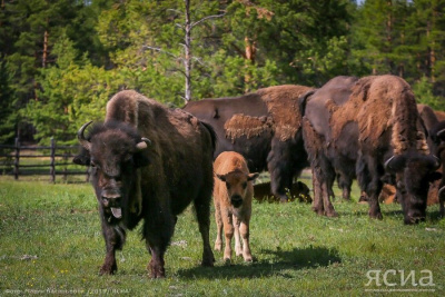 Около 2 тысяч туристов посетили бизонарий "Усть-Буотама" в Якутии /   Хангаласский Республика Саха (Якутия)