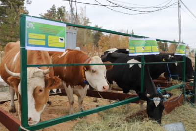 Коровы, козы, страусы: в Якутске прошла выставка племенных хозяйств /  Якутск Якутск Республика Саха (Якутия)