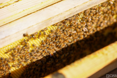 Молодой пчеловод рассказал, как создать пасеку в Якутии и насколько это выгодно / Нарыйа Пахомова   Республика Саха (Якутия)