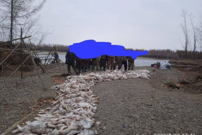 В Якутии выясняют информацию об охотниках, добывших в большом количестве зайцев /    Республика Саха (Якутия)