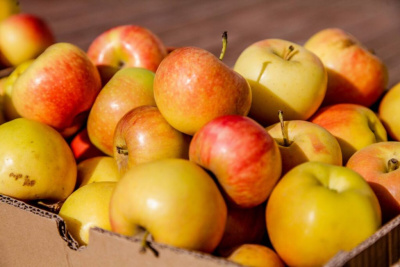 В Роспотребнадзоре рассказали о пользе яблок / ЯСИА   