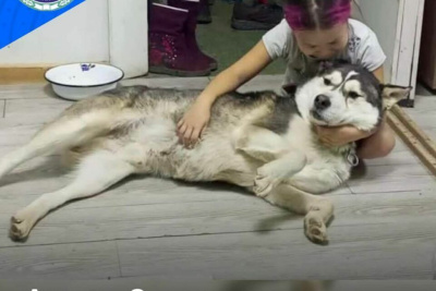 Жители Якутии могут взять из приюта собак и кошек /    Республика Саха (Якутия)