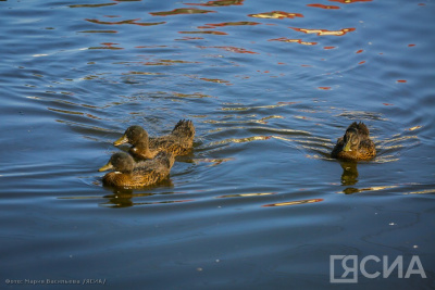 В Якутии стартовал сезон охоты на водоплавающую и боровую дичь / ЯСИА   