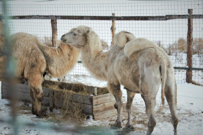 Репортаж: как обитатели якутского зоопарка «Орто Дойду» готовятся к зиме /   Хангаласский Республика Саха (Якутия)