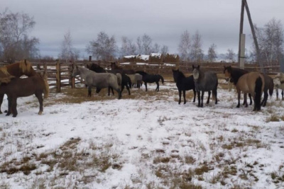 Установили владельца лошадей, отловленных в центре Якутска /  Якутск Якутск Республика Саха (Якутия)