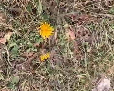 Видеофакт: в Олёкминском районе Якутии в октябре зацвели одуванчики / ЯСИА  Олекминский Республика Саха (Якутия)