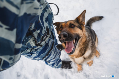 Животные гуляют под присмотром! /  Мирный  