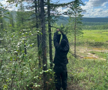 В Нерюнгринском районе ликвидировали жуков-усачей / ЯСИА  Нерюнгринский Республика Саха (Якутия)