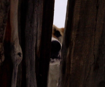 Безнадзорных хозяйских собак разместят в приют для животных Якутска /  Якутск Якутск Республика Саха (Якутия)