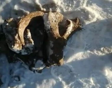 В якутском селе обнаружили останки редких животных / Анастасия Филиппова   