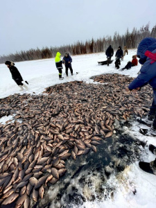 Началась знаменитая подледная рыбалка на карася -  «мунха» /  Тас-Юрях Мирнинский Республика Саха (Якутия)