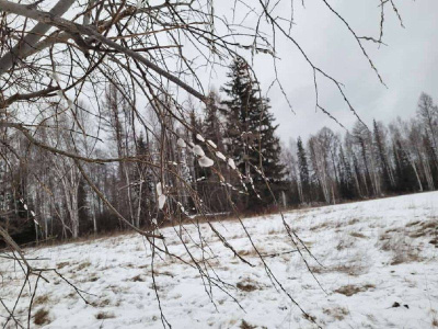 Фотофакт: в Ленском районе зацвела верба в ноябре / ЯСИА Толон Ленский Республика Саха (Якутия)