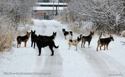 Более 100 безнадзорных собак отловили за неделю в Якутске /  Якутск Якутск Республика Саха (Якутия)